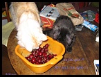 0085 2 juillet 2006